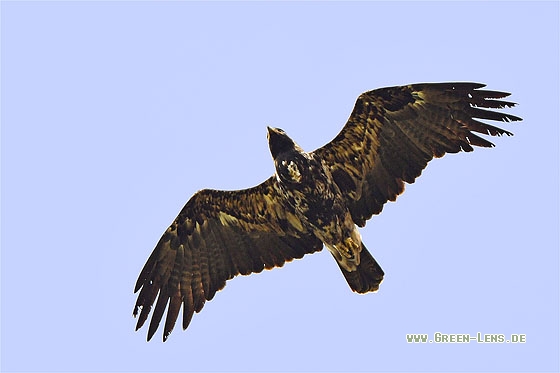 Kaiseradler - Copyright Stefan Pfützke