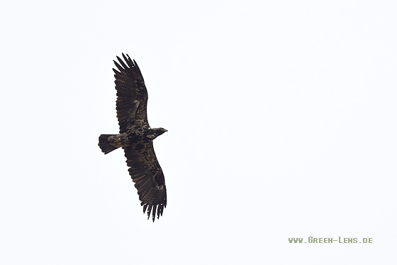 Kaiseradler - Copyright Stefan Pfützke