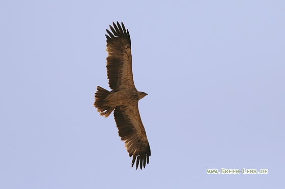 Kaiseradler - Copyright Stefan Pfützke