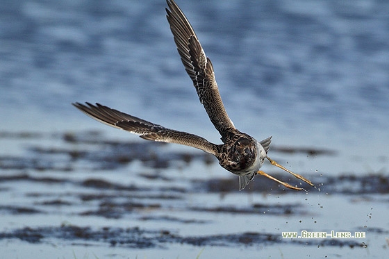 Kampfläufer - Copyright Stefan Pfützke