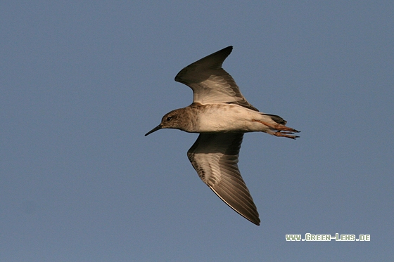 Kampfläufer - Copyright Stefan Pfützke