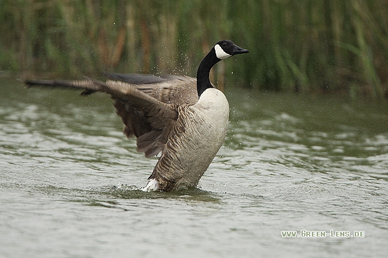 Kanadagans - Copyright Stefan Pfützke