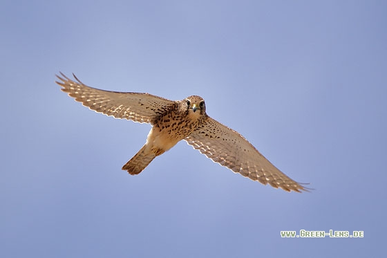 Kapverdenfalke - Copyright Stefan Pfützke