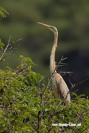 Kapverdenreiher - Copyright Stefan Pfützke