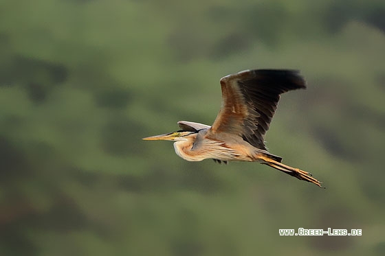 Kapverdenreiher - Copyright Stefan Pfützke