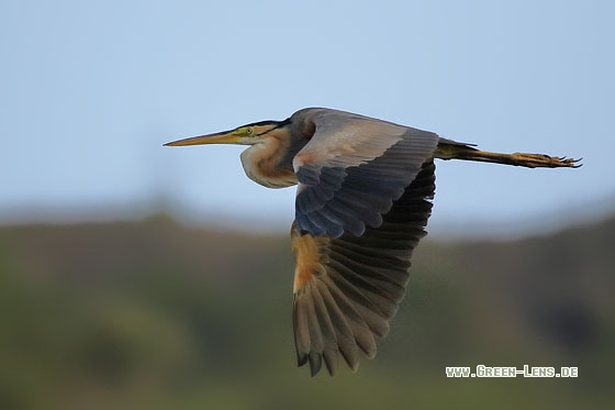 Kapverdenreiher - Copyright Stefan Pfützke