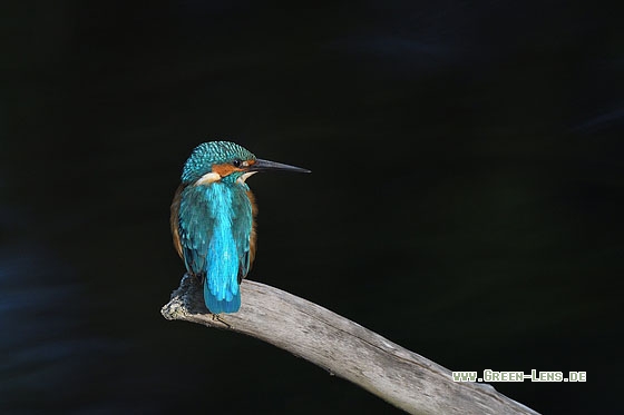 Eisvogel - Copyright Stefan Pfützke