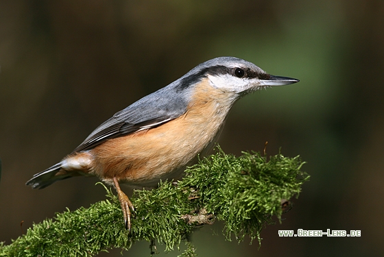 Kleiber - Copyright Stefan Pfützke