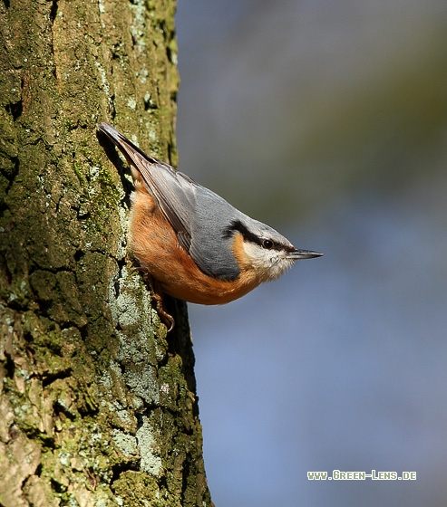 Kleiber - Copyright Stefan Pfützke