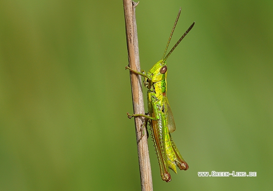 Kleine Goldschrecke - Copyright Christian Gelpke