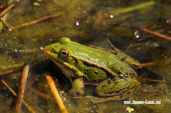 Kleiner Wasserfrosch - Copyright Christian Gelpke