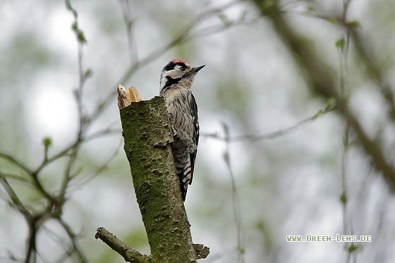 Kleinspecht - Copyright Stefan Pfützke