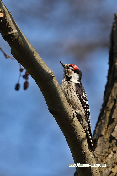 Kleinspecht - Copyright Stefan Pfützke