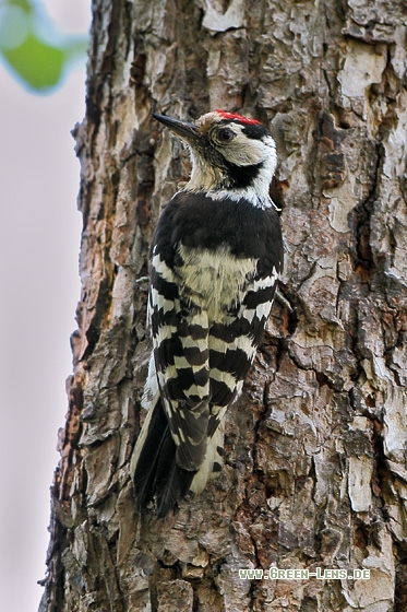 Kleinspecht - Copyright Stefan Pfützke