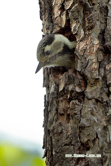 Kleinspecht - Copyright Stefan Pfützke