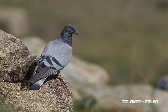 Klippentaube - Copyright Mathias Putze