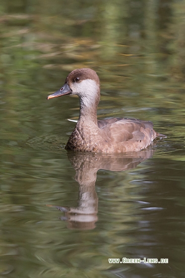 Kolbenente - Copyright Mathias Putze