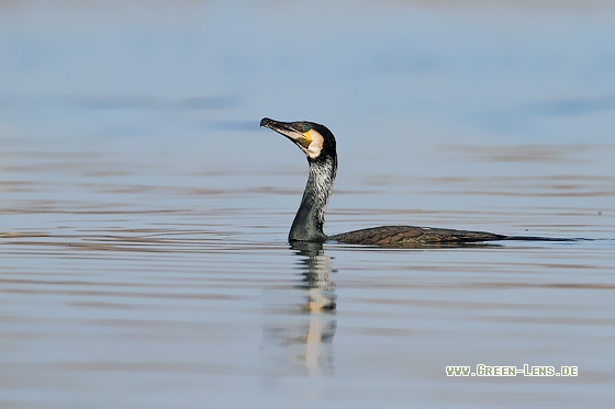 Kormoran - Copyright Stefan Pfützke