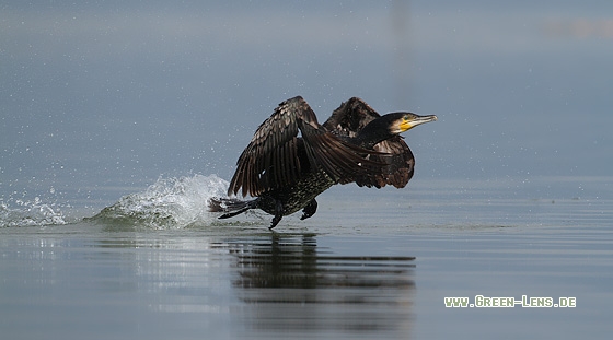 Kormoran - Copyright Stefan Pfützke