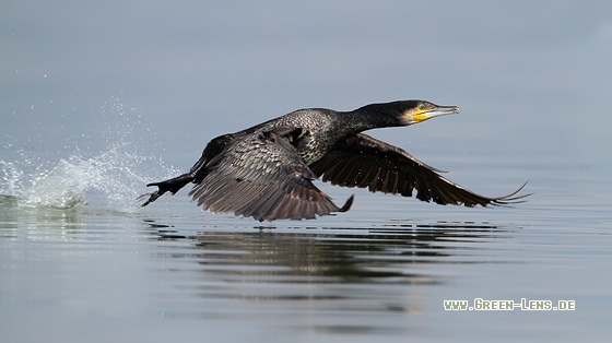 Kormoran - Copyright Stefan Pfützke