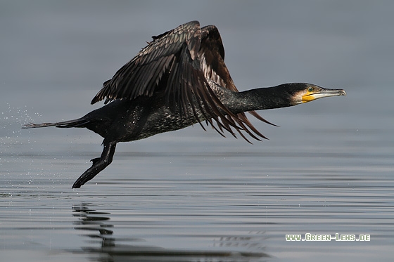 Kormoran - Copyright Stefan Pfützke