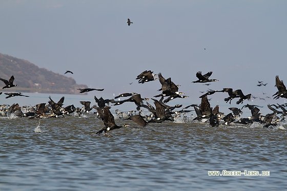 Kormoran - Copyright Stefan Pfützke