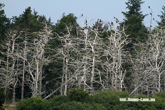 Kormoran - Copyright Stefan Pfützke