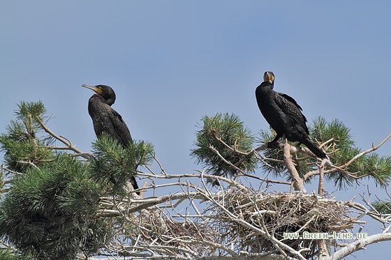 Kormoran - Copyright Stefan Pfützke