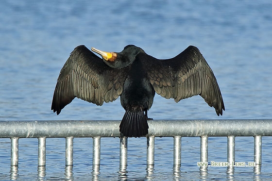 Kormoran - Copyright Stefan Pfützke