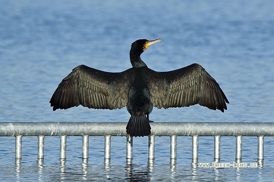 Kormoran - Copyright Stefan Pfützke