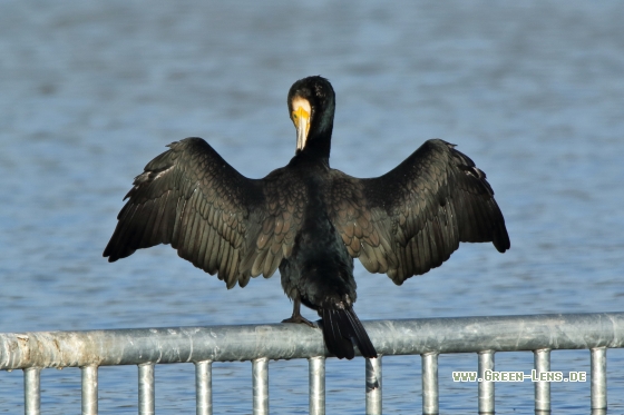 Kormoran - Copyright Stefan Pfützke