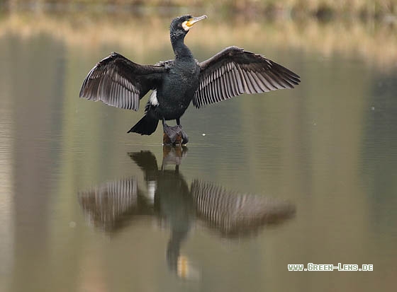 Kormoran - Copyright Stefan Pfützke