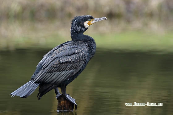 Kormoran - Copyright Stefan Pfützke