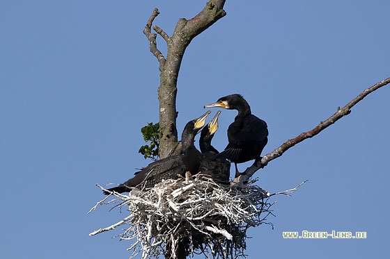 Kormoran - Copyright Stefan Pfützke