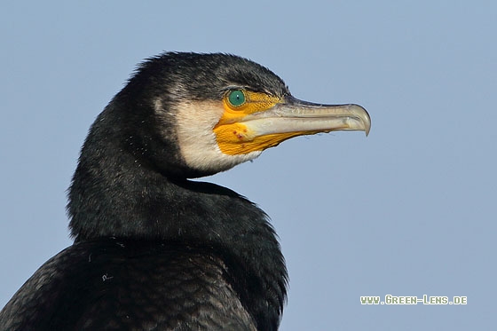 Kormoran - Copyright Stefan Pfützke