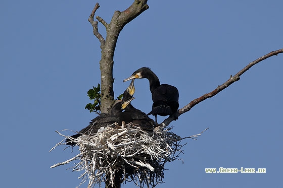 Kormoran - Copyright Stefan Pfützke