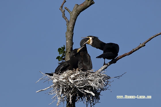 Kormoran - Copyright Stefan Pfützke