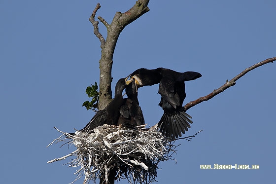 Kormoran - Copyright Stefan Pfützke