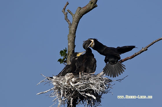 Kormoran - Copyright Stefan Pfützke