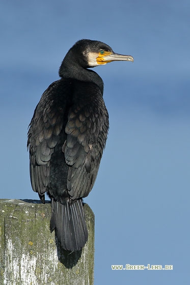 Kormoran - Copyright Stefan Pfützke