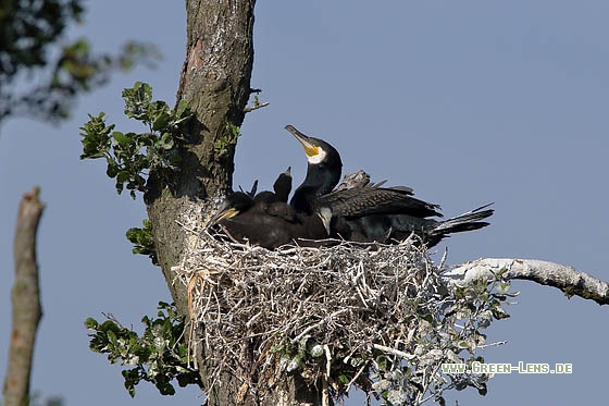 Kormoran - Copyright Stefan Pfützke