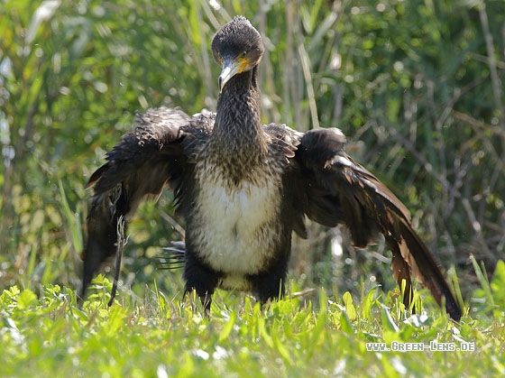 Kormoran - Copyright Stefan Pfützke