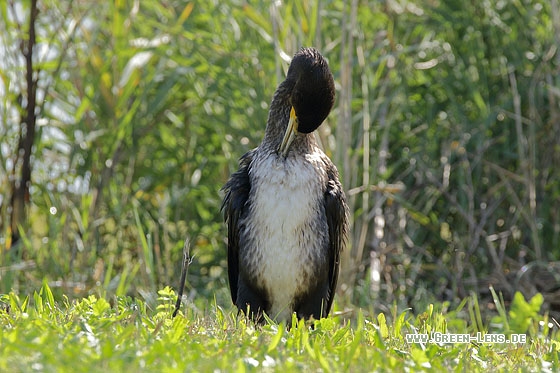 Kormoran - Copyright Stefan Pfützke