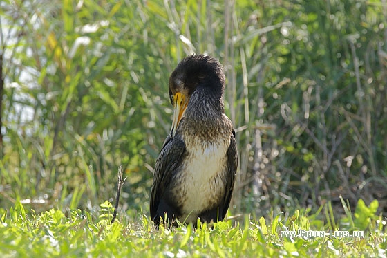 Kormoran - Copyright Stefan Pfützke