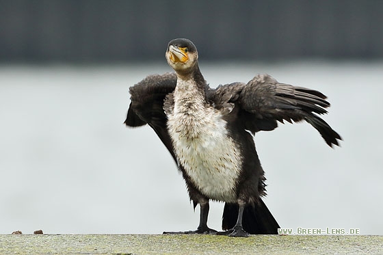 Kormoran - Copyright Stefan Pfützke