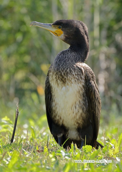 Kormoran - Copyright Stefan Pfützke