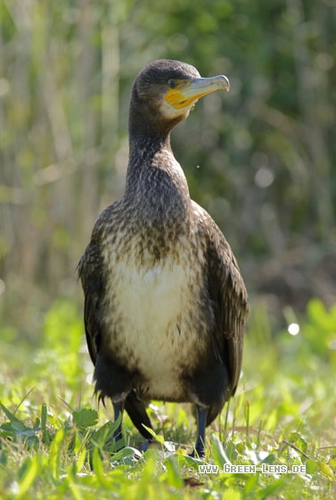 Kormoran - Copyright Stefan Pfützke