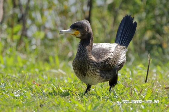 Kormoran - Copyright Stefan Pfützke