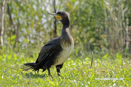 Kormoran - Copyright Stefan Pfützke