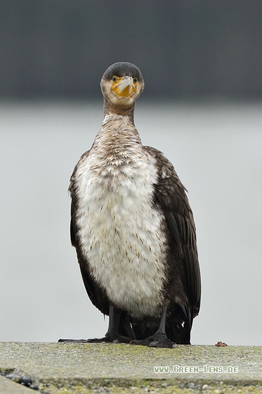 Kormoran - Copyright Stefan Pfützke